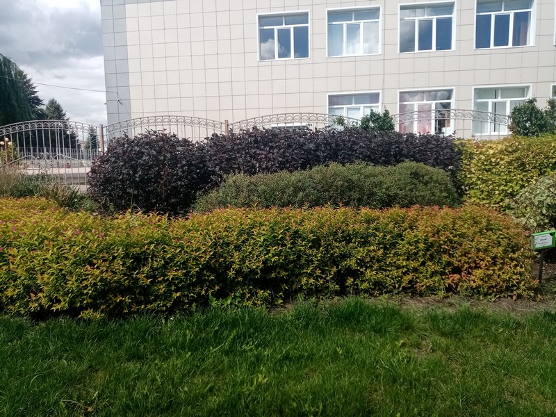 Изображения рип.