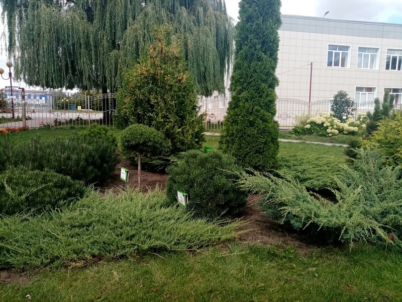 Изображения рип.